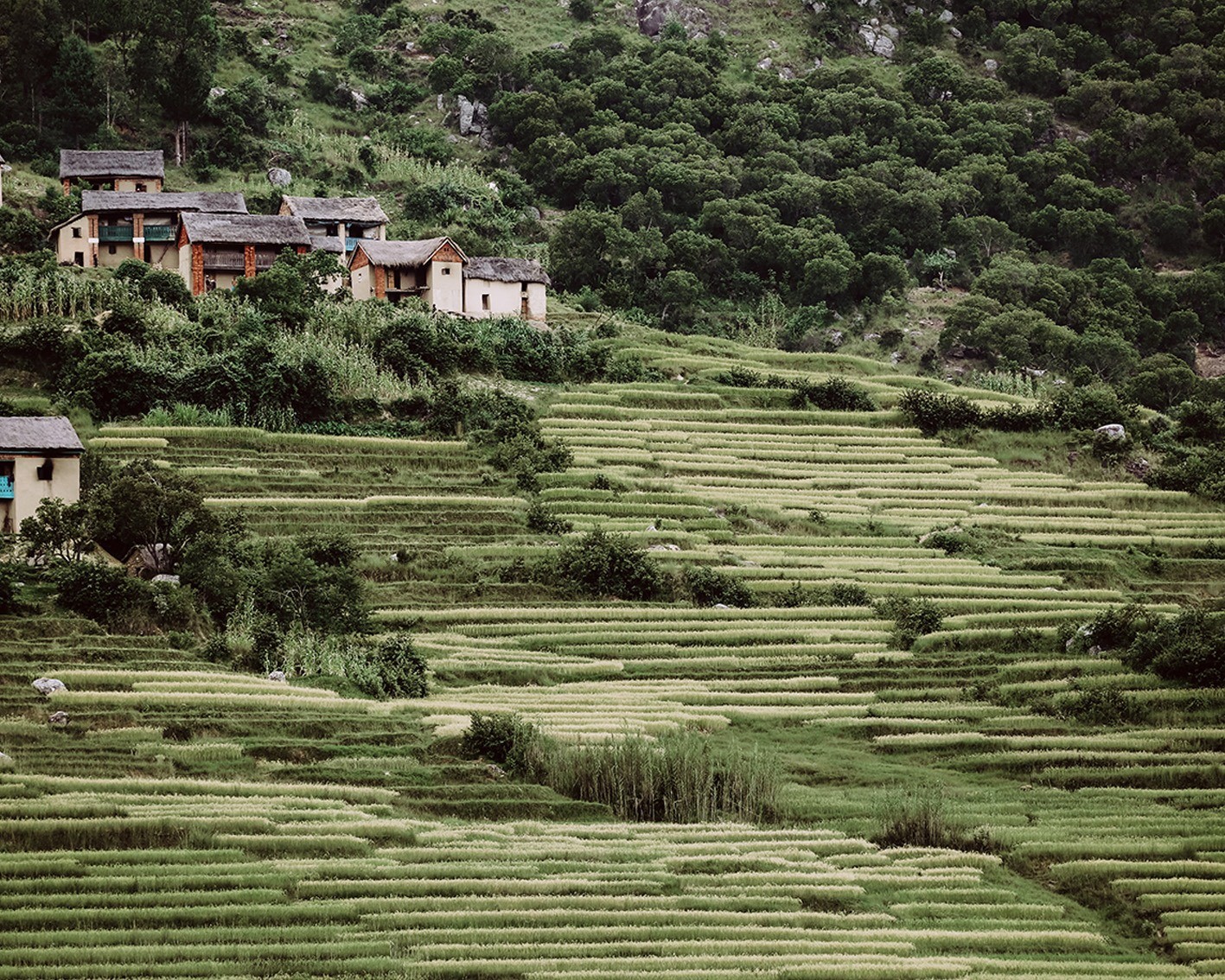 Growing with the grain the story of rice In Chinese food culture